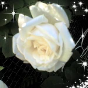 Meet your Posher, Arsena